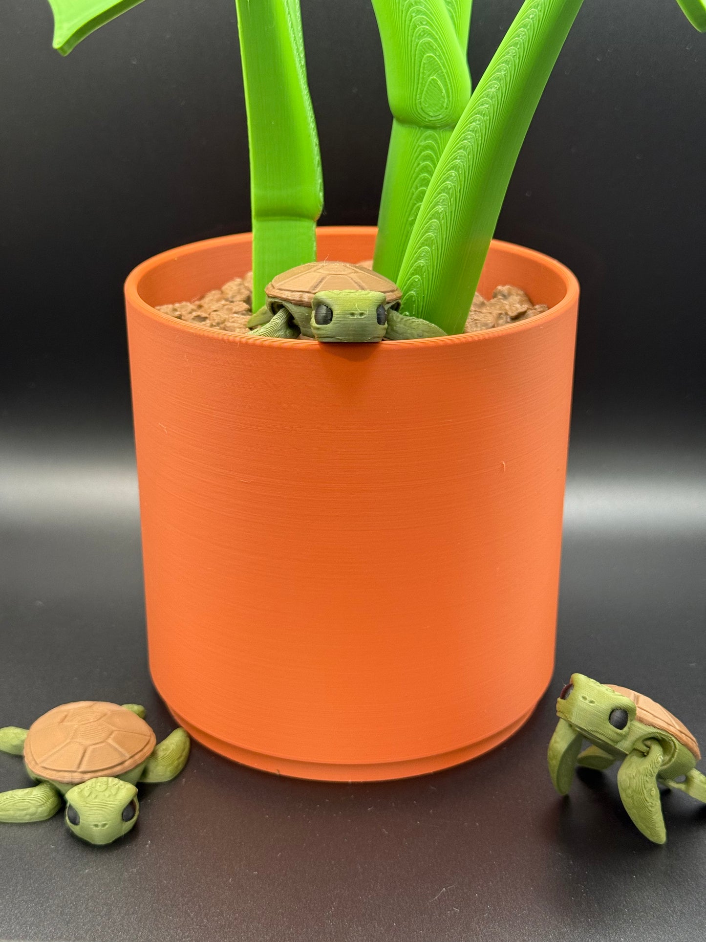 Monstera Coaster Plant